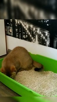 CAN TWO CATS USE ONE LITTER BOX ? 🤔