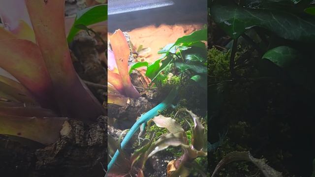 Gastropholis Prasina Keeled belly lizard!! vivarium update!