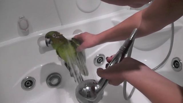 Showering my parrot. Купание Макеши 2015.