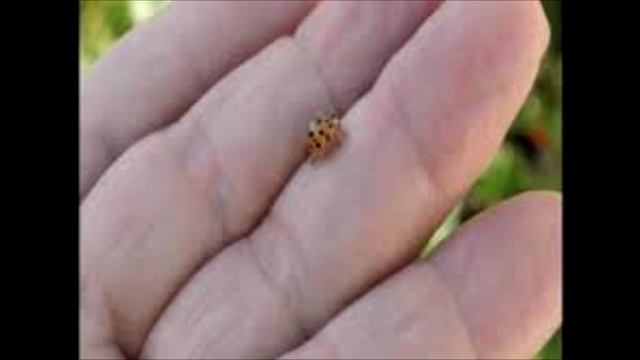 unexpected insect that may attack your dog