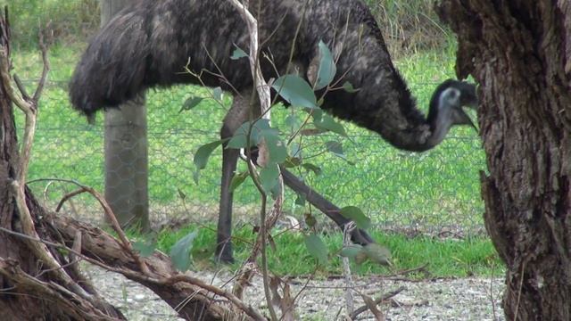 One of the  World's Largest Birds - Australian Emu