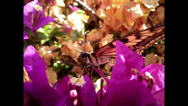 papilio machaon papallones de Vilobi d'Onyar