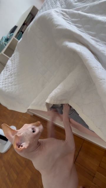 Шанти и Хвост Зевсика🐱 #кошка #котенок #котейка #кот #коты #котята #канадскийсфинкс