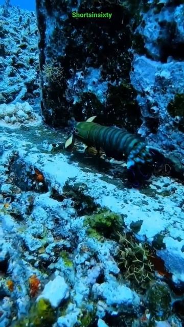 This is peacock mantis shrimp ,one of the coolest animal on the planet 🙂 #trending  #shorts