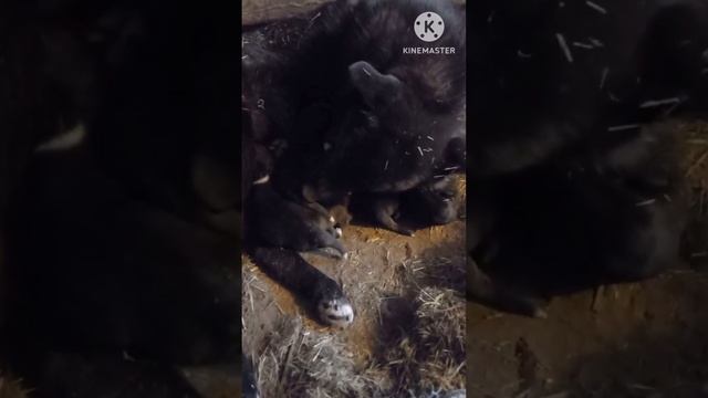 Волкособ ласка родила.Wolf-Dog Mix Laska's Puppies Are Here!