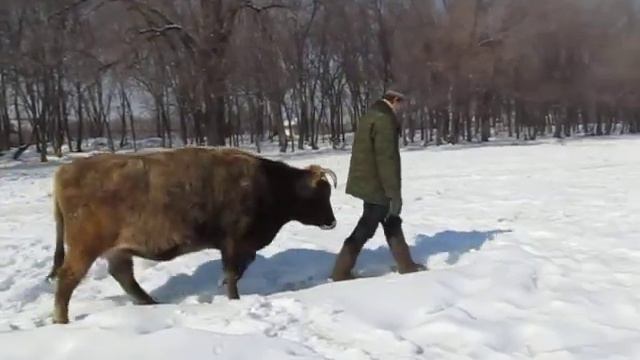 Наш папа и коровки!