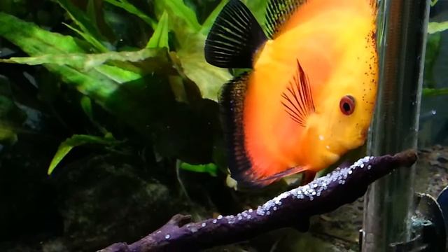 Discus Mother Cleaning Egg. CF500 64 Gallon Breeder Tank. LED light.