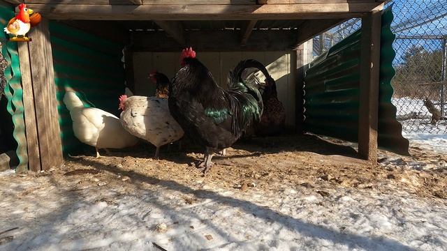 Зимняя прогулка кур несушек под навесом на соломе ❄️☃️😍 (3)