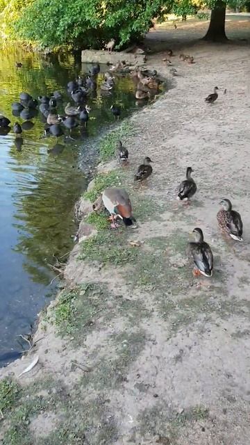 Nilgänse, Stockenten, Blässhühner, Teichhühner