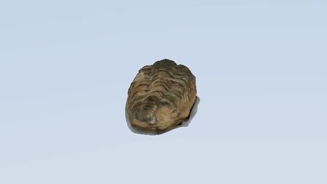 Trilobites 3d