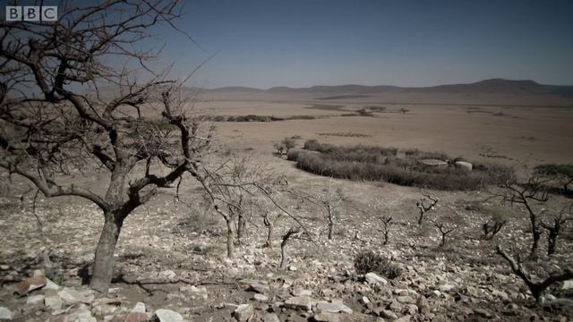 BBC Силы Природы 4 серия. Цвет