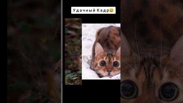 удачный кадр.mp4