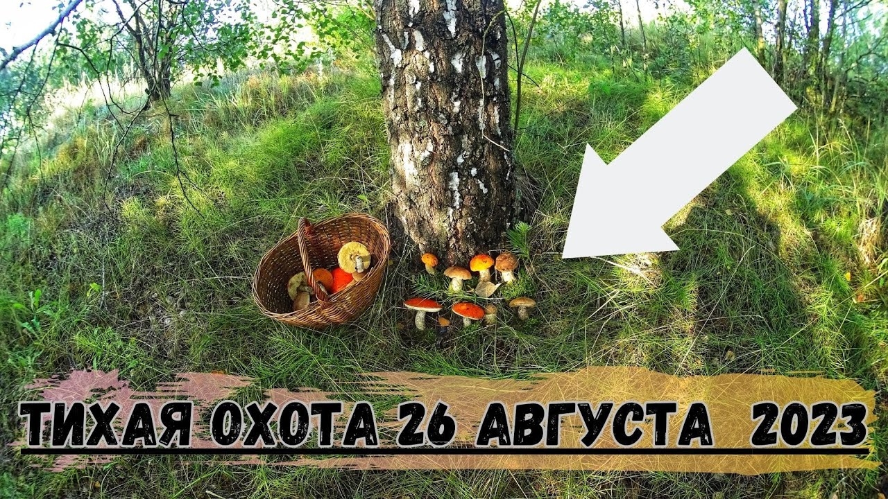 ГРИБНИК идёт На ЗАПАХ ГРИБОВ/ Сбор ГРИБОВ / Тихая охота