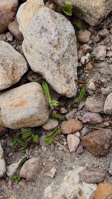 Leafcutter Ants