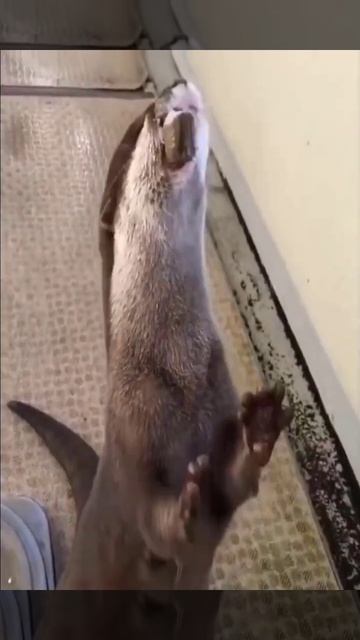 CUTE OTTER / CUTE ANIMALS