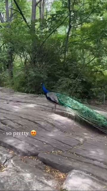Peacock 🦚 #youtubeshorts #shortsfeed #animals #peacock #zoo #rissaandquan #rissa #china #quan #baby