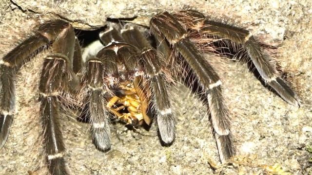 Theraphosa blondi(goliath birdeater)moulting timelapse+feeding!