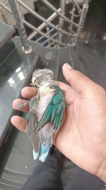 lovebirds baby death 🥺 #subscribe #video #viral #trending #shortsvideo #lovebirds #short #shorts