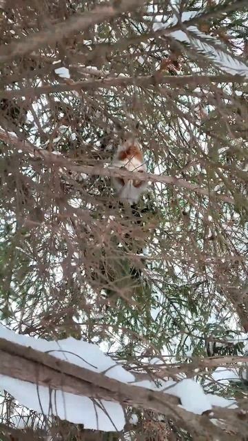 Белка спряталась за густыми еловыми ветками. The squirrel hid behind thick spruce branches