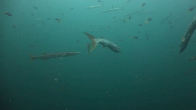 Diving Thailand 24 October 2022 Sail Rock Underwater video