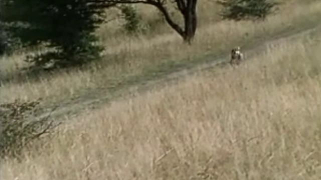 Верный друг. Фильм "Мужики!".