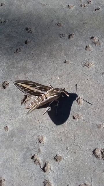 Hummingbird Sphinx Moth