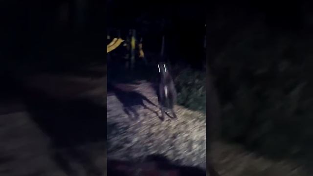 Сара - собака Баскервилей. Галалайка.