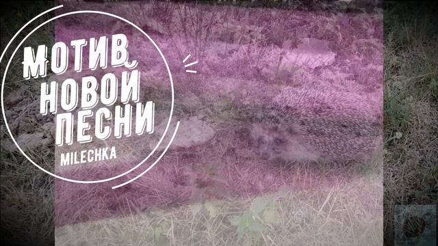 Milechka-Мотив новой песни