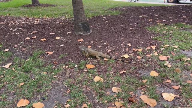 A Giant Iguana in South Beach. Гигантская игуана в Майами Бич