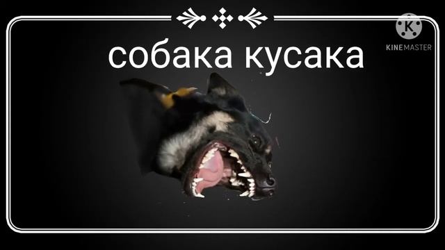 собака кусака