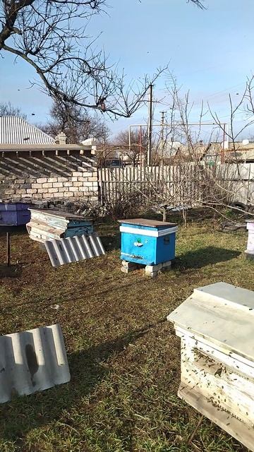 Пчёлы вышли на облёт.