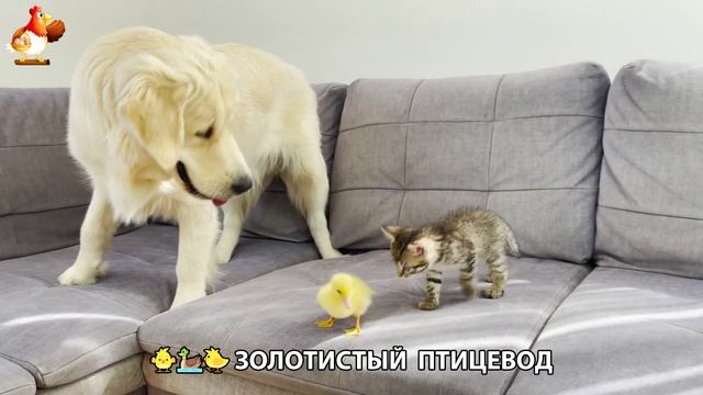 Щенок с цыплятами и утятами 🐤🦆🐶 Золотистый ретривер птицевод ❣️🥰😂 (37)