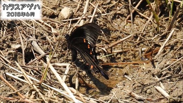 カラスアゲハ Chinese peacock (Papilio dehaanii)