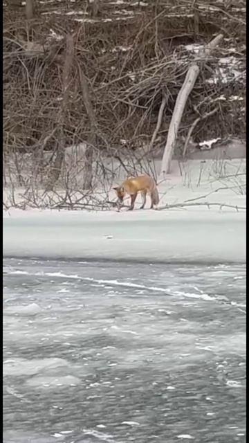 Лиса на рыбалке🦊