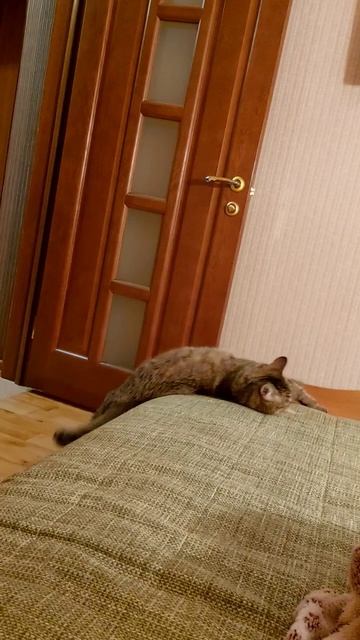 Тимошка соня😺 #cat #кот #котейка #котенок #котики #коты #кошка #кошки