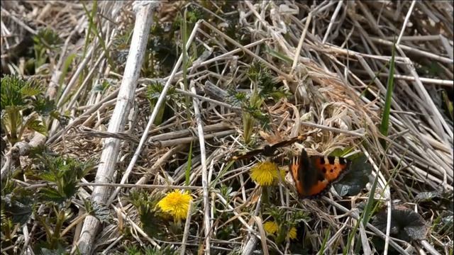 Kleine vos Aglais urticae, balts