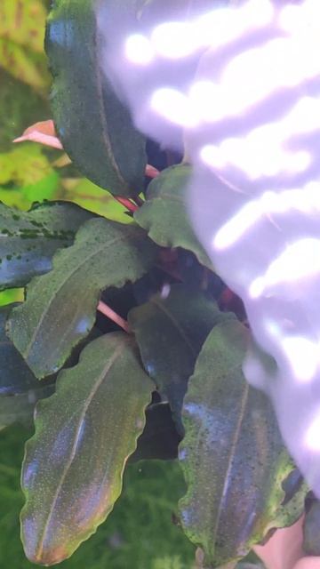 VID_20250118_191305.mp4