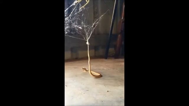 Snake Gets Trapped in Redback Spider's Web Storyful, Crazy