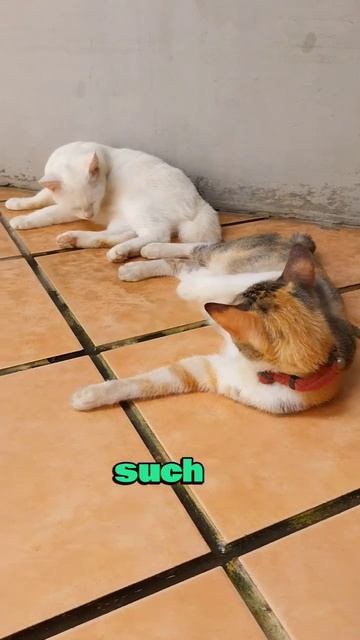 female cats are typically ready to mate #youtube #shortvideo #viral #cat #shorts #short