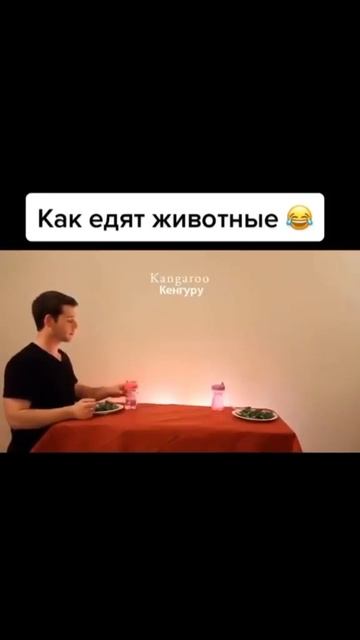 Как едят животные