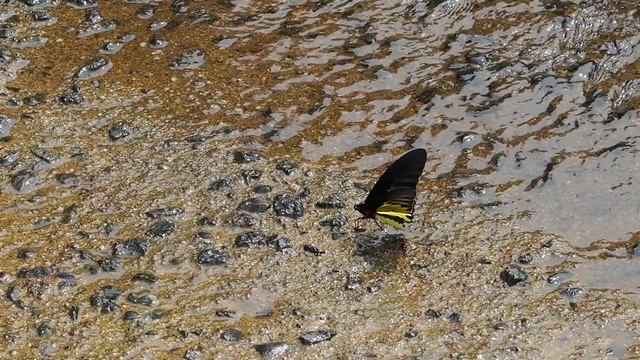 ヘレナキシタアゲハ(Troides helena)が飛んだりするスローモーション動画。 5-Mar-2023