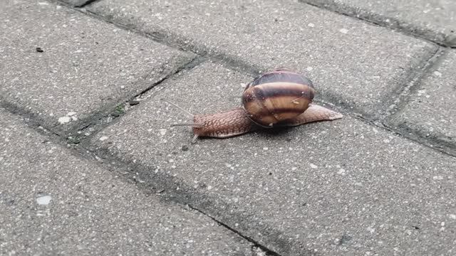 улитка 🐌 ползёт