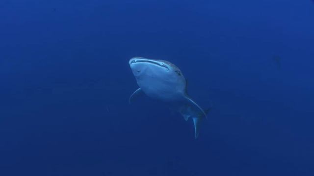 Whale Shark Kona Hawaii by Rob White