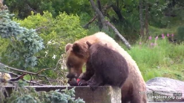 7/18/2022 BFL 910's cub gives bear in her face a slap to get back!!! Explore.org