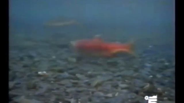 L’Odyssée sous-marine: la tragédie des saumons rouges  "salmoni rossi, Alaska/USA"