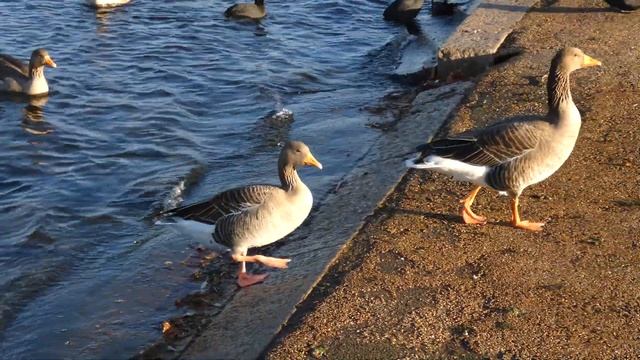 Greylag Geese coming ashore to feed