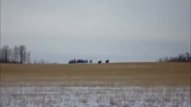 2 moose running through the field