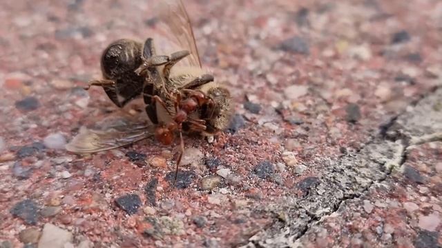 🐜 Manica rubida i martwa pszczoła