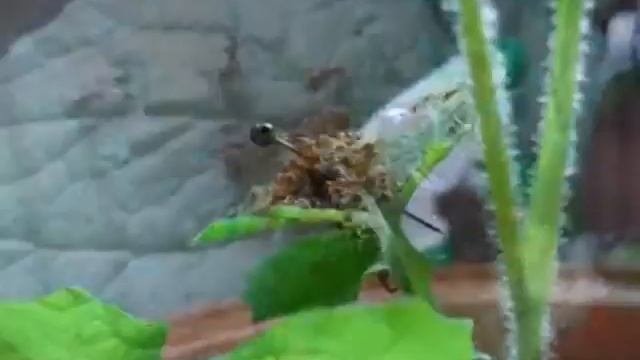 Myrmica rubra - feeding on a leaf