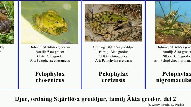 Djur, ordning Stjärtlösa groddjur, familj Äkta grodor, del 2 rana lithobates odorrana pelophylax